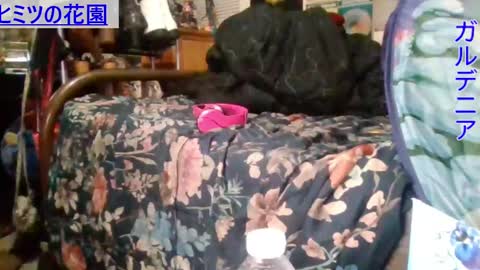 Snapshot of gardeniaspear chatting on 12.16.24 Gardenia online show from 12.16.24