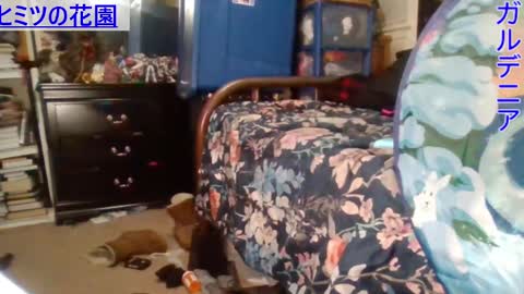 Snapshot of gardeniaspear chatting on 12.29.24 Gardenia online show from 12.29.24