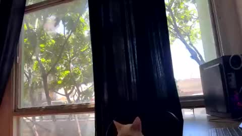 gerson229 online show from 10.23.25