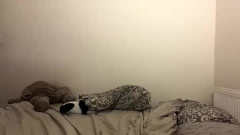 ghostpetal online show from 10.29.25