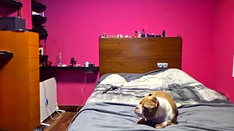 gonzalo online show from 03.23.26