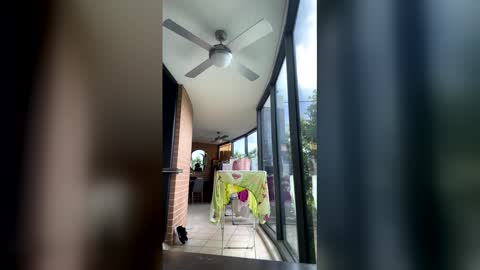 gracemeow online show from 02.05.26