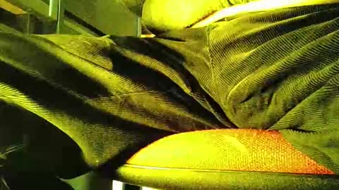 Snapshot of grapefruit chatting on 11.05.25 grapefruit online show from 11.05.25