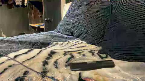 gumbywanna online show from 03.15.26