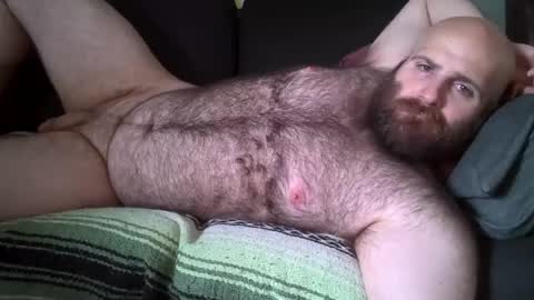 Hairiest Bear online show from 08.01.26