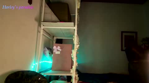 Snapshot of harleyparadise chatting on 11.28.25 900 am to 300 pm - GTM 5 Weekdays online show from 11.28.25