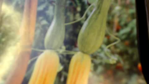 Snapshot of helvella chatting on 06.08.26 Helvell online show from 06.08.26