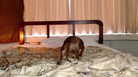 Snapshot of hercules__ chatting on 02.01.25 Gregblonde Alextattoo online show from 02.01.25