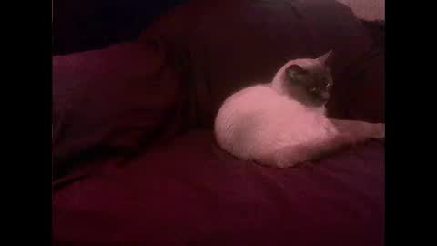 hopps28 online show from 03.01.25