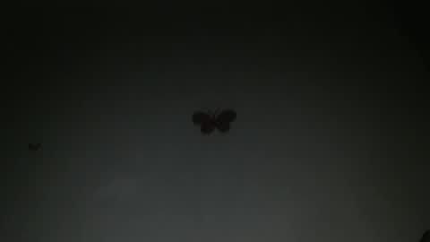 Iris online show from 02.27.26