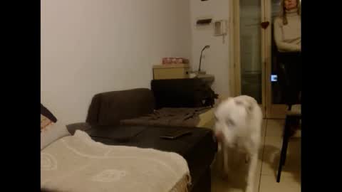 Hornyssima online show from 01.12.25