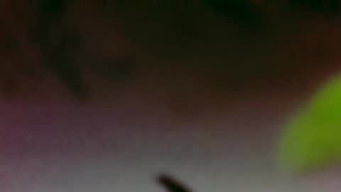 Boi online show from 11.26.25