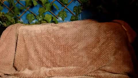 Kayla online show from 12.14.24