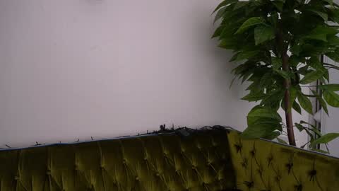 Danielle online show from 01.11.25