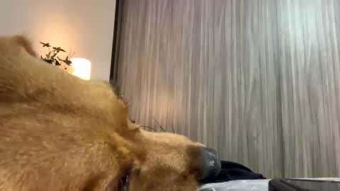 Isa online show from 10.07.25