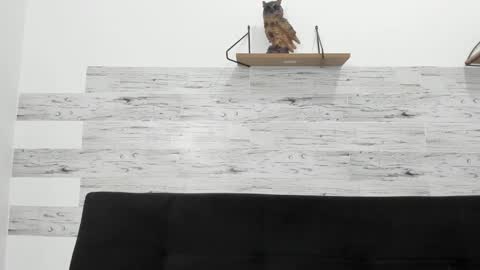 Jaycreedd online show from 10.29.25