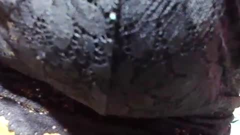 jaysonata215 online show from 12.09.24