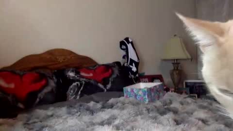 justicee4all online show from 01.16.26