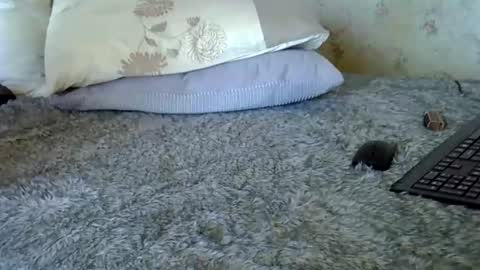 k5661 online show from 12.20.25