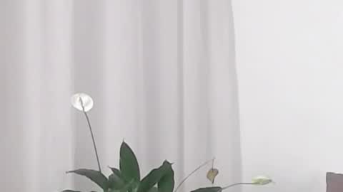 Help me with rate thanks  online show from 02.19.25