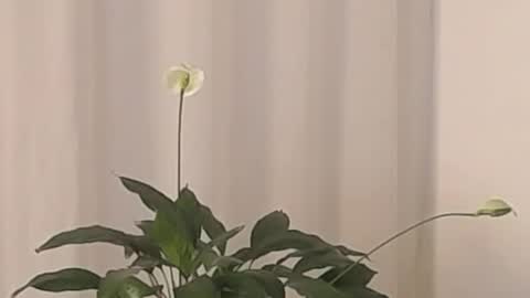 Help me with rate thanks  online show from 03.02.25