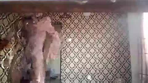 kingemizzy online show from 01.08.26