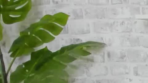 Kristi online show from 12.15.24