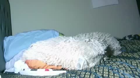 latinincognito online show from 02.04.26