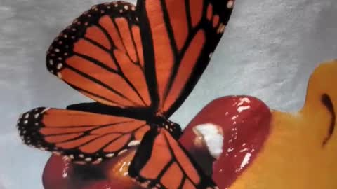 Little Violet online show from 11.29.25