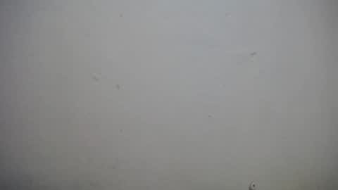 lisa_branch online show from 11.03.25