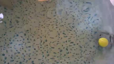 Snapshot of lovelyladyflaccid chatting on 05.27.26 lovelyladyflaccid online show from 05.27.26