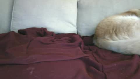 lowhangingfruit93 online show from 01.26.25