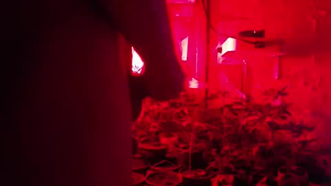 SILVA online show from 10.12.25