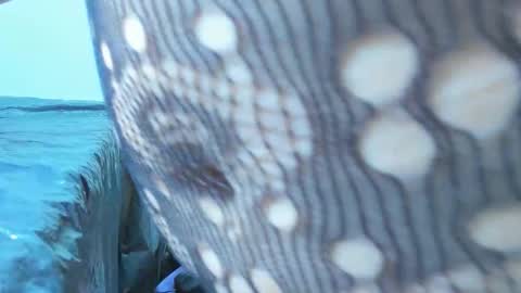 marilynwett online show from 03.21.26