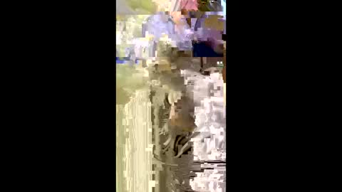 Nicol online show from 01.05.26