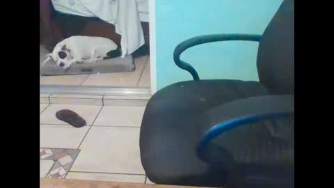 mobiledui online show from 02.16.25