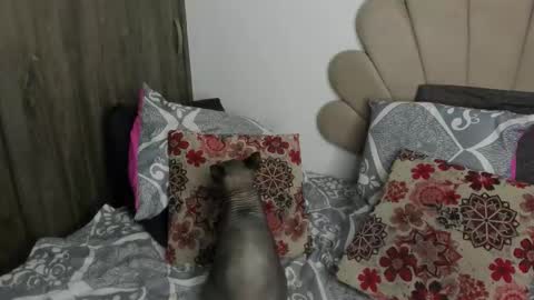 Nei turn green online show from 11.11.25