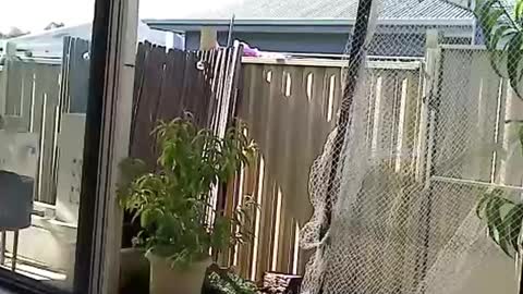 NECK online show from 12.03.24