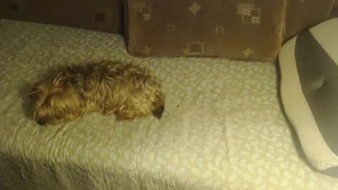 Lilly  online show from 10.22.25