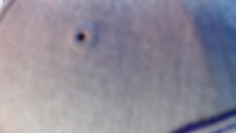 Snapshot of nicolas_torres99 chatting on 12.12.24 nicolas online show from 12.12.24