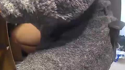 nineinchhard online show from 12.18.24