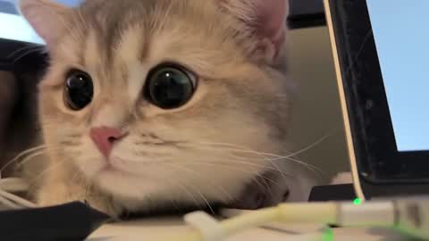 Snapshot of nochnoye_soltse chatting on 02.20.25 Sun or Luna online show from 02.20.25