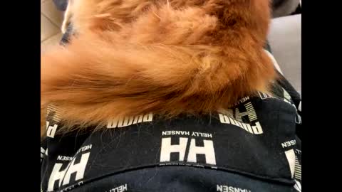 oggs48 online show from 11.01.25