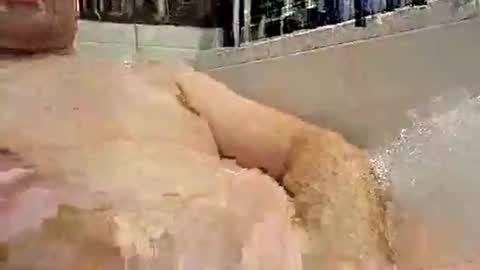 p20ccm online show from 01.11.25