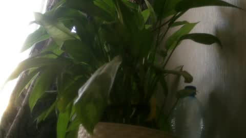 Snapshot of pamela_passion chatting on 07.20.26 pamela_passion online show from 07.20.26