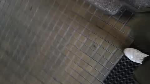 paulobascet online show from 01.11.25