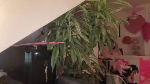 pinkfag online show from 03.31.26