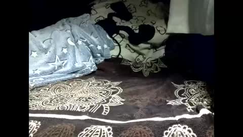 pollachico online show from 02.18.26