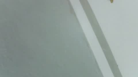 Rose online show from 11.14.25