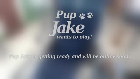Pup Jake wants to play online show from 01.05.25